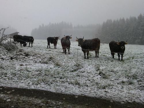 Wintereinbruch - Besuch von Nachbars Kühen