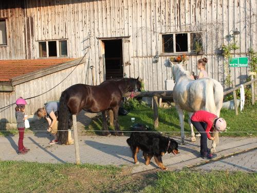 Putzen, striegeln gehört alles dazu
