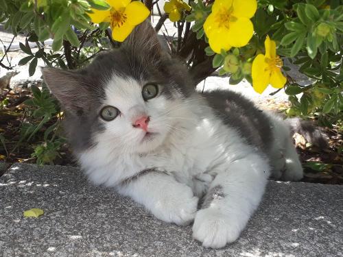 Unsere Katze