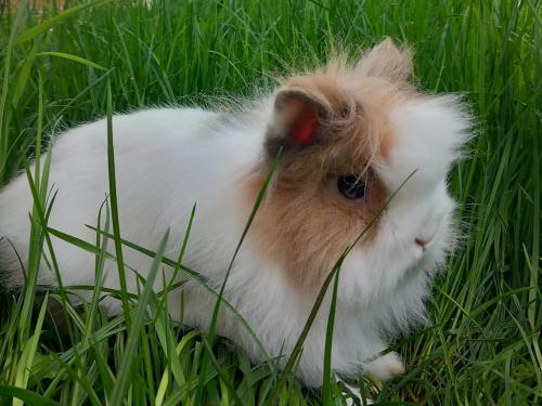 Hase Flip