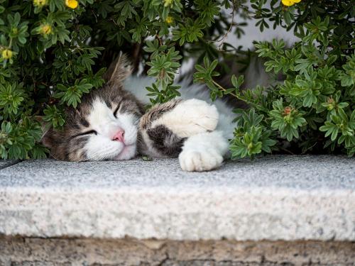 Unsere Katze