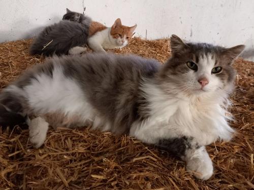 Unsere Katze Unsere Katze