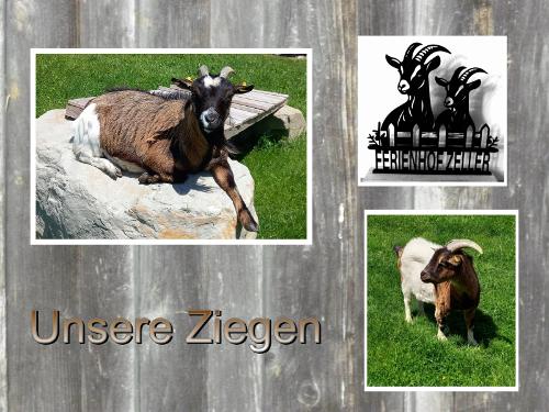 Ziegen Ziegen