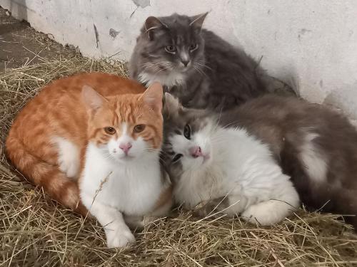 Unsere Katzen haben es schön Unsere Katzen haben es schön