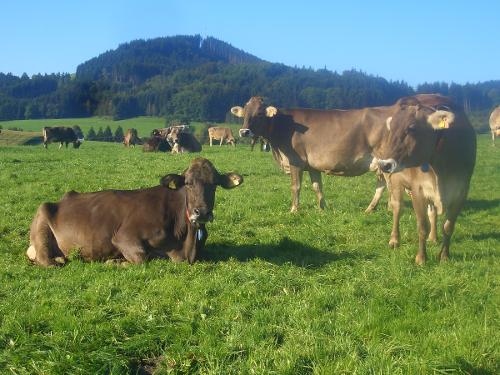 Kühe auf der Weide Kühe auf der Weide