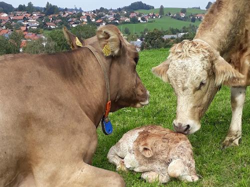 Nachwuchs auf der Weide Nachwuchs auf der Weide