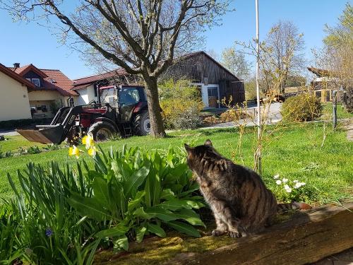 Katze Emma möchte gerne mit