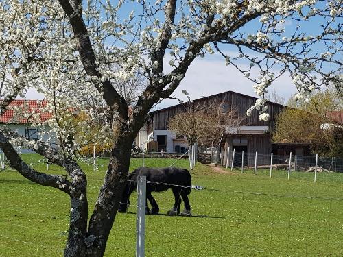 Genüsslich weiden