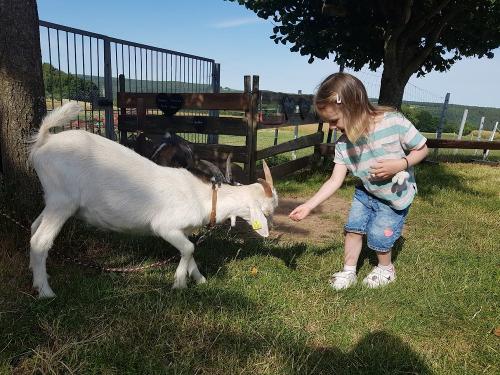 Hungrige Ziege Moritz