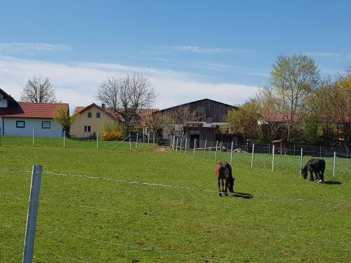 Ponys auf unserer Weide am Haus