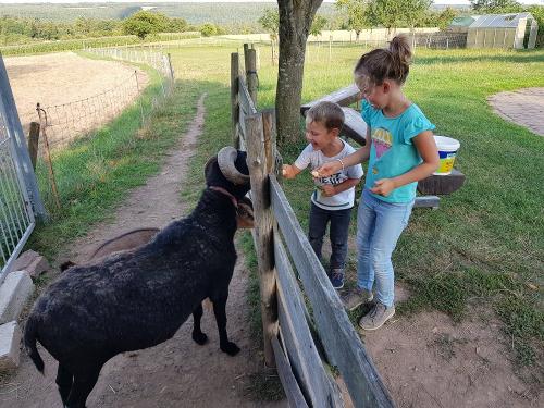 Spaß bei der Ziegenfütterung