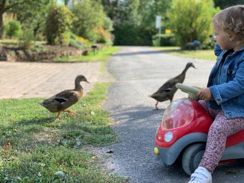 Enten haben Vorfahrt