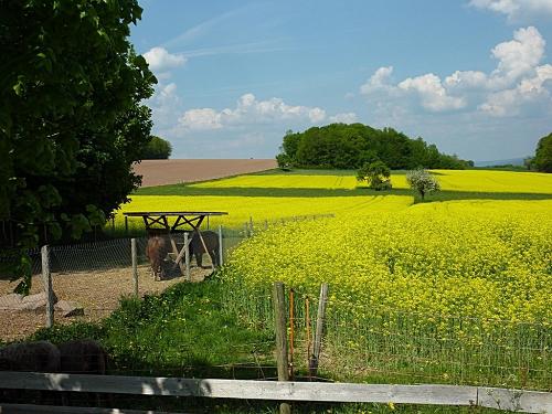 Ponys im Frühling bei der Rapsblüte