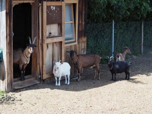  Neugierige Ziegen