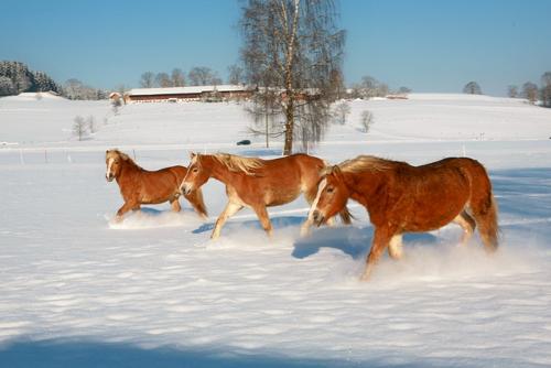img_7584-pferde