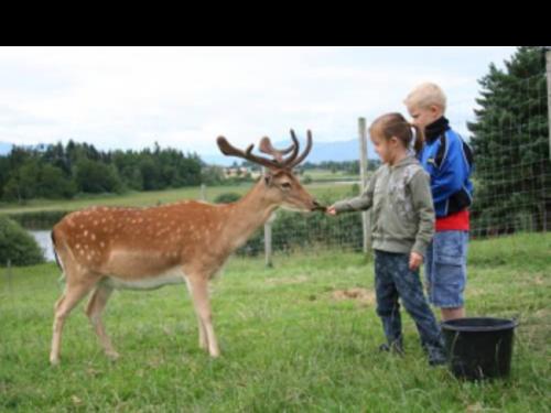 16_damwild_kinder1