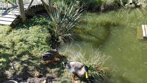 Unsere Enten