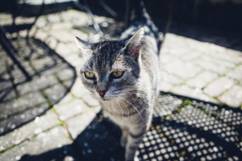 Katze Lucy