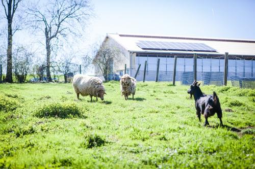 Unser kleiner Streichelzoo