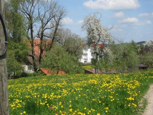 Löwenzahnblüte