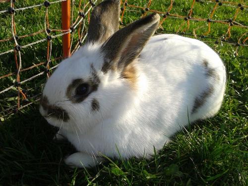 Hase