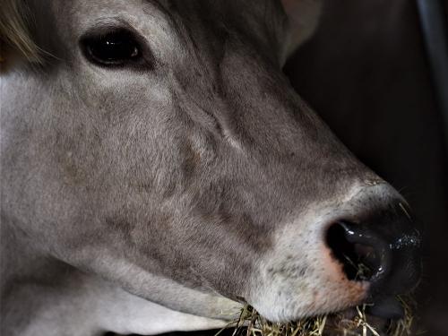 Feinstes Heu für frische Milch
