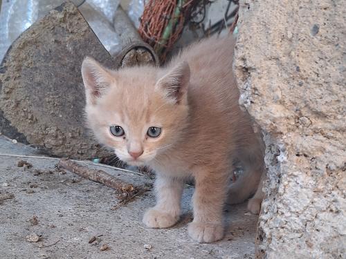 der neue Katzennachwuchs