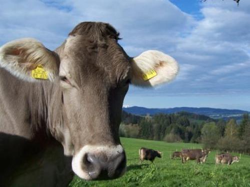 braunvieh