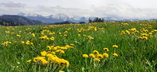 herrlicher Bergblick