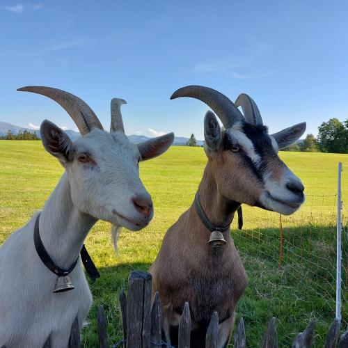 unsere lustigen Ziegen Lucy und Felix