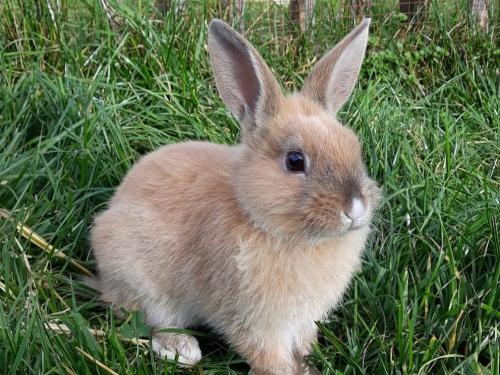 Hase Fipsi Hase Fipsi