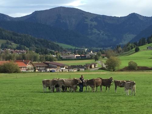 Unser Jungvieh auf der Weide