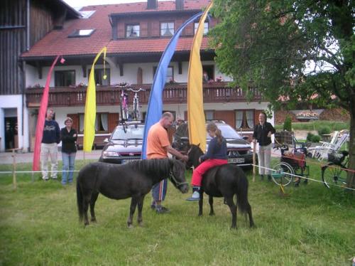 pony