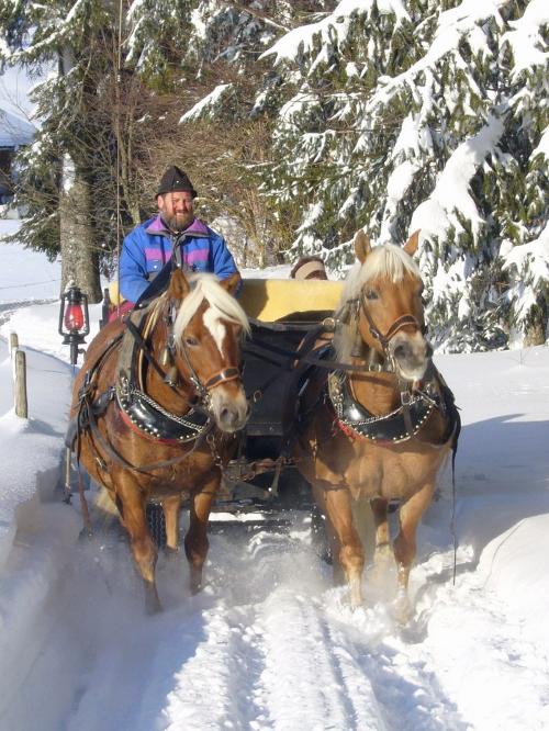 Haflinger in Aktion