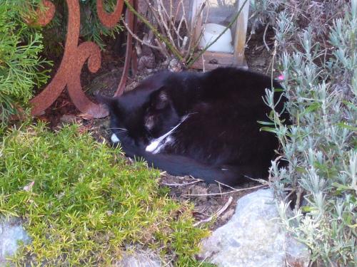 Gartenbilder für Werbung2012 001