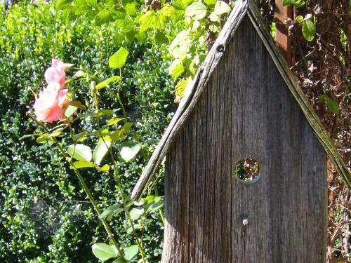 Gartenbilder für Werbung2012 017