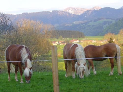 Der erste Weidegang 08-05-13 013