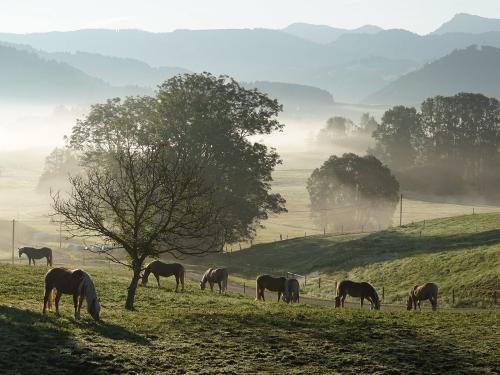 Herbstliche Stimmung in Ranzenried