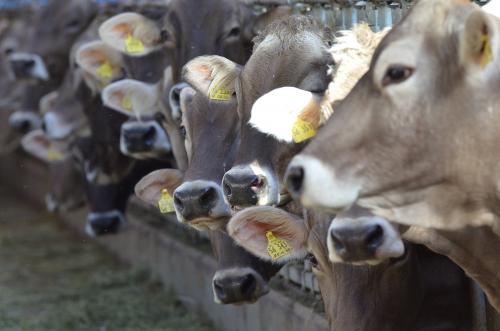 2012.03.21rosaliau.fewo2278
