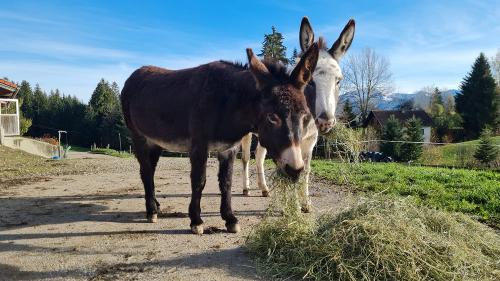 Unsere Esel