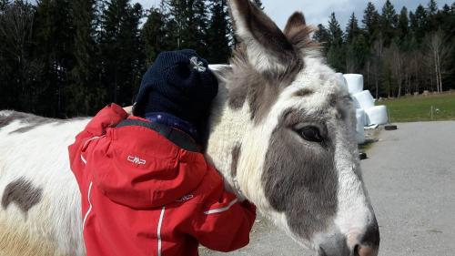 Esel zum Kuscheln
