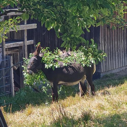 Esel im Garten