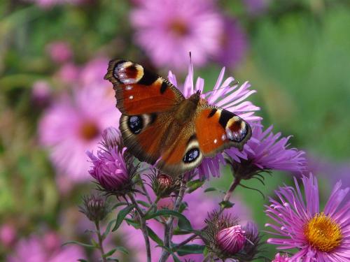 schmetterling