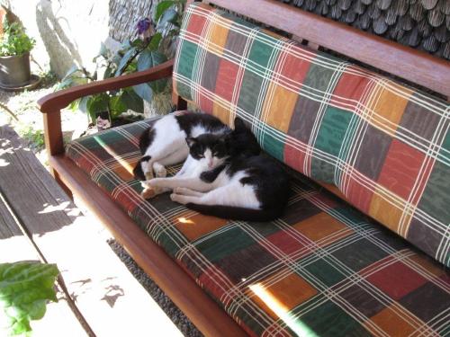 Auch Katzen brauchen anscheinend Erholung