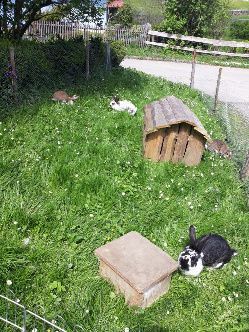Unser Hasenparadies