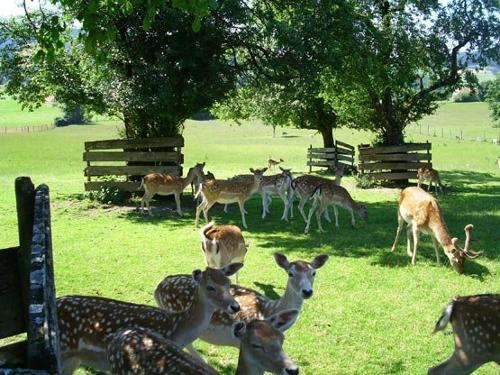 Unser Damwildgehege