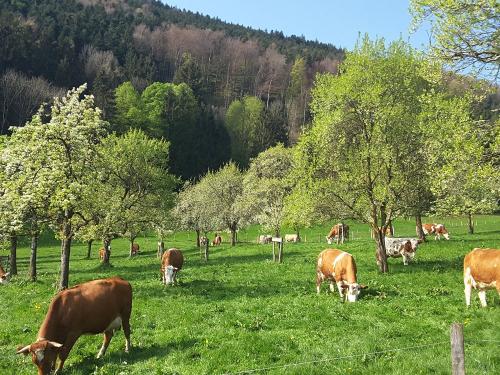 weidekühe