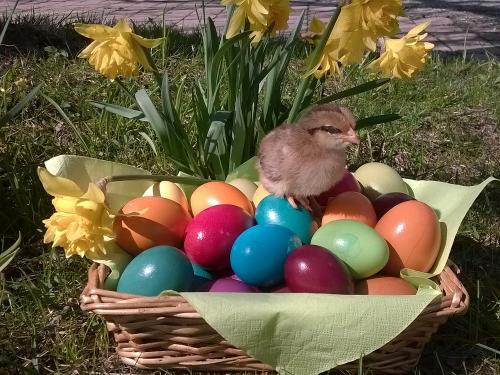 wp_20150403_006 wp_20150403_006