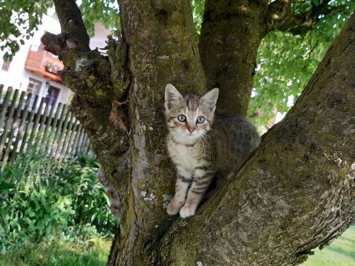 katze_in_baum