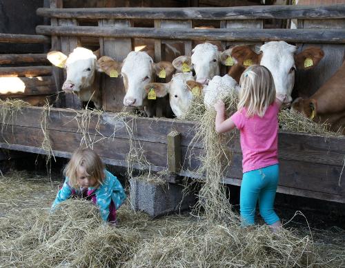 Kinder und Kälber